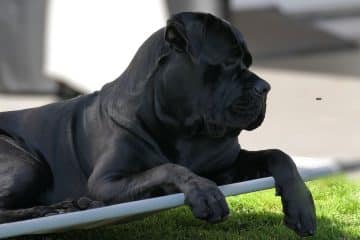 Un cane corso adulte bien installé en bonne santé